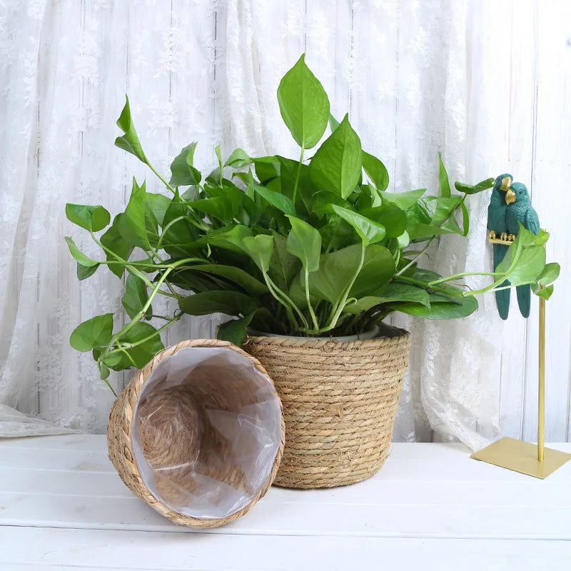 Green potted plant with a woven pot on a white surface, with a decorative parrot figurine in the background.