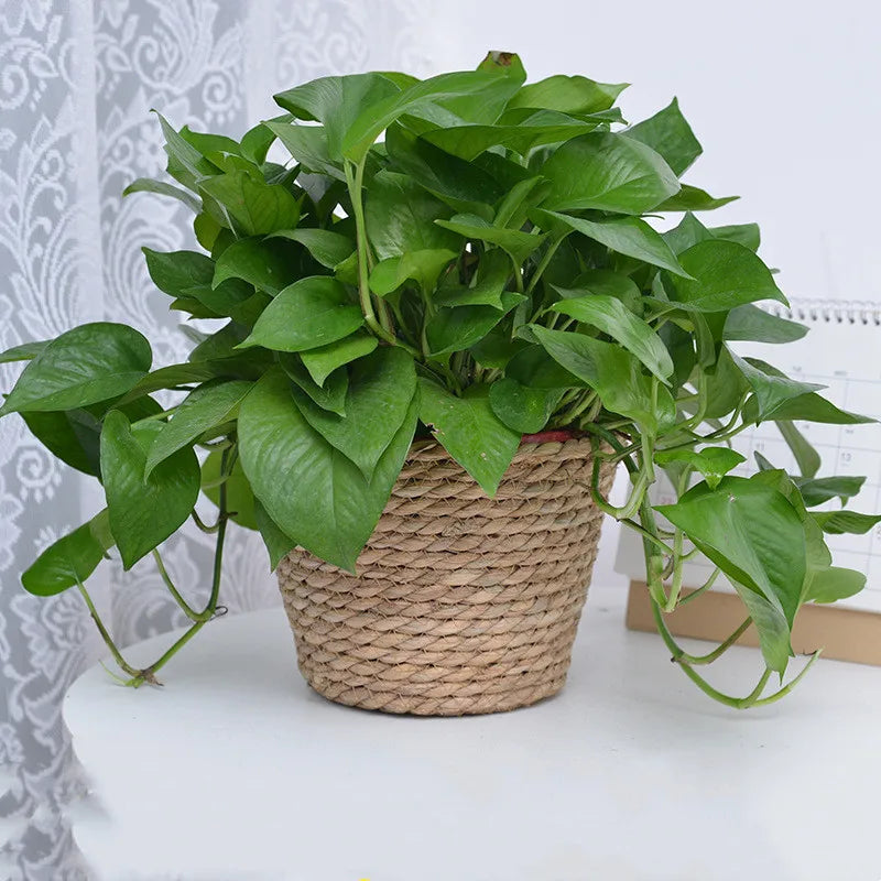 Green potted plant in a woven basket on a white surface with a light gray textured background