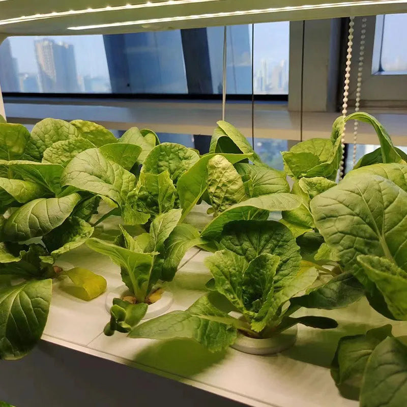 MDNG Multi-Layer Hydroponics Growing System - Smart indoor planter for vegetables, made from durable glass fiber and plastic raw materials.